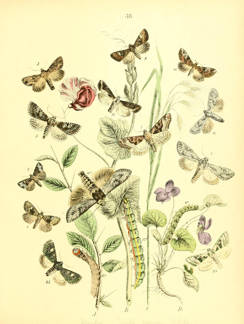 Musée entomologique illustré (8269896246)