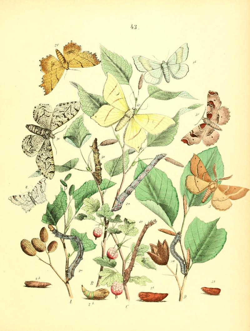 Musée entomologique illustré (8269898630)