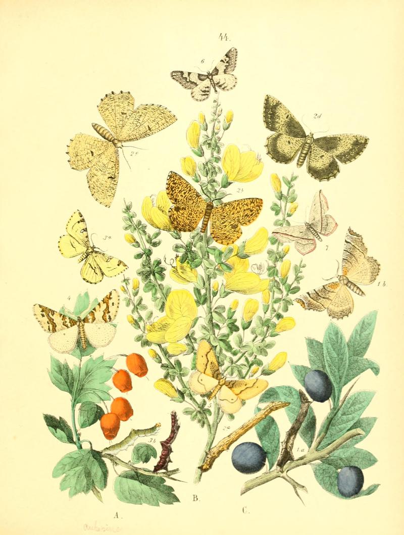 Musée entomologique illustré (8269899188)