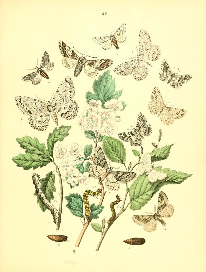 Musée entomologique illustré (8269900294)