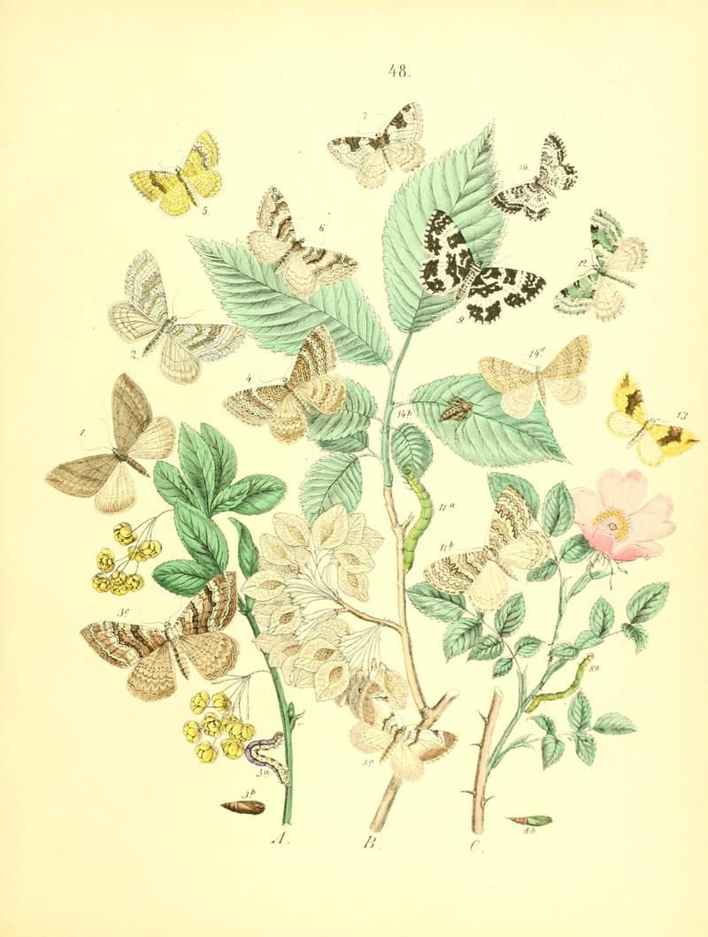 Musée entomologique illustré (8269901022)