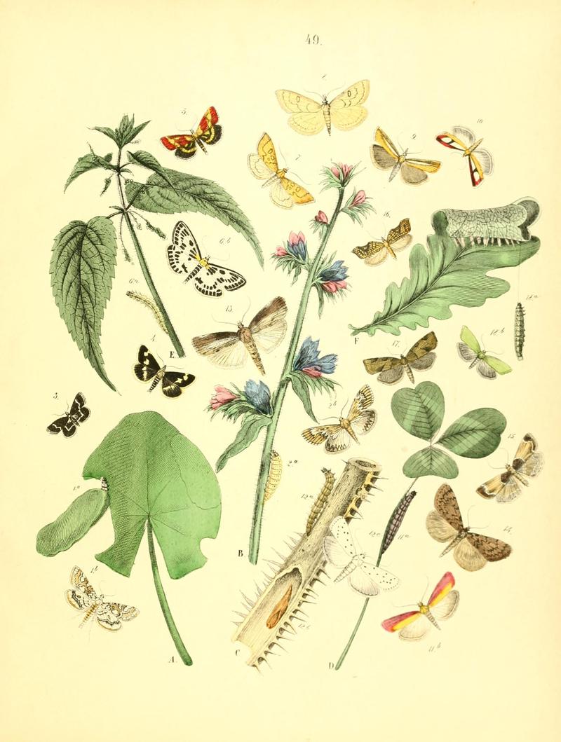 Musée entomologique illustré (8269901370)