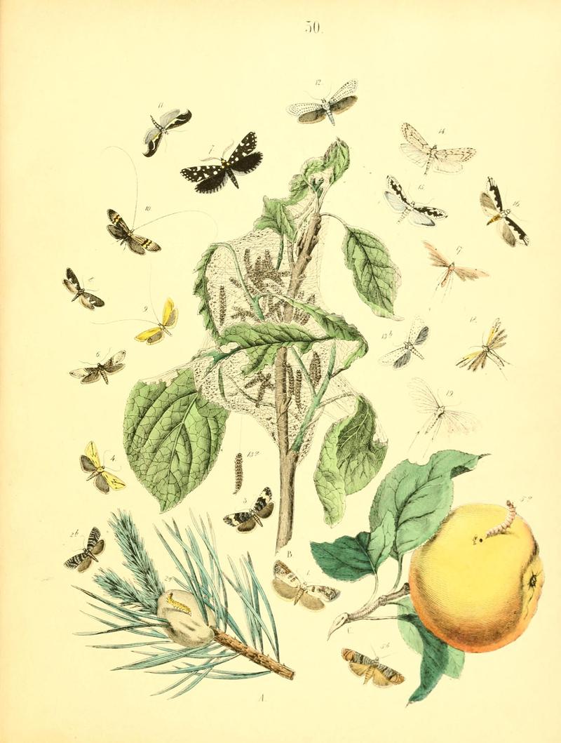 Musée entomologique illustré (8269901750)