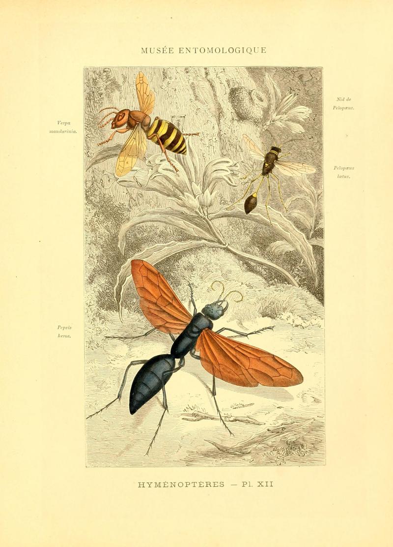 Musée entomologique illustré (8270116142)