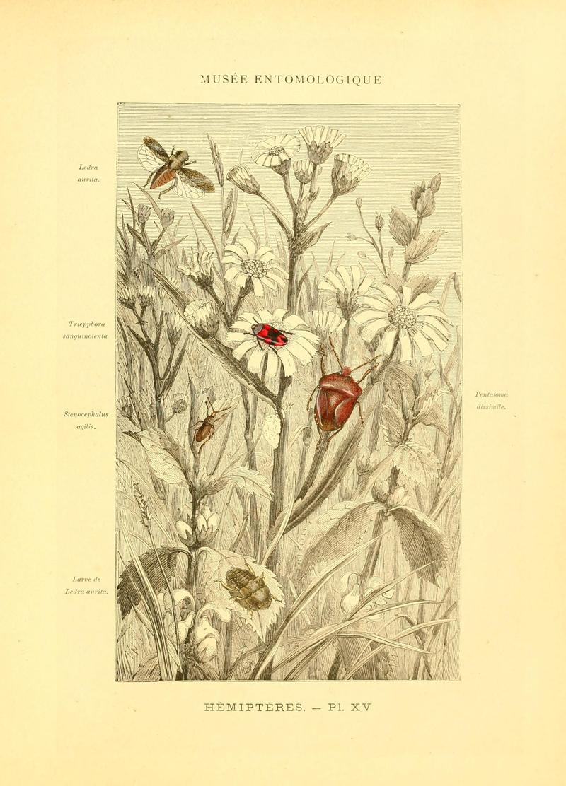 Musée entomologique illustré (8270117632)