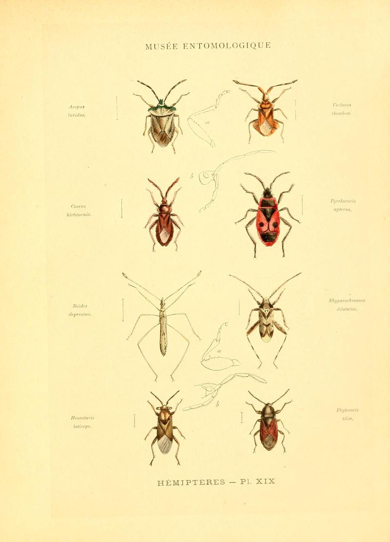 Musée entomologique illustré (8270119394)