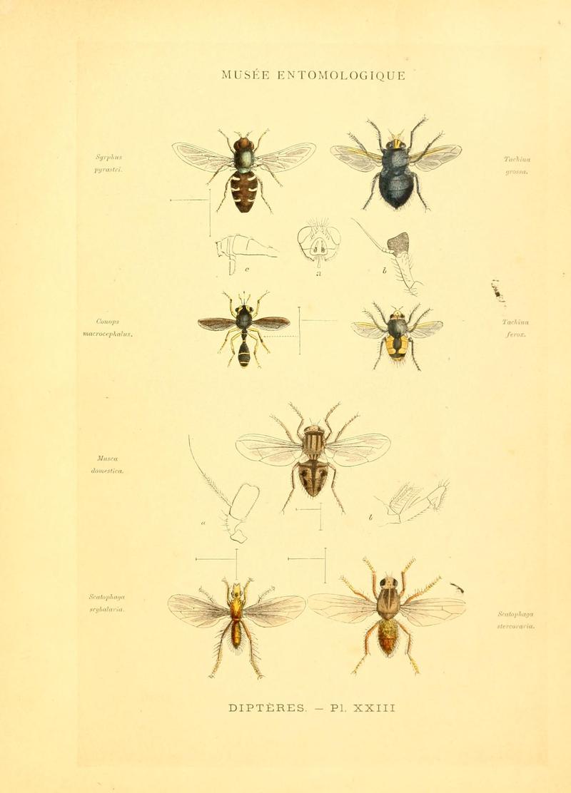 Musée entomologique illustré (8270121082)