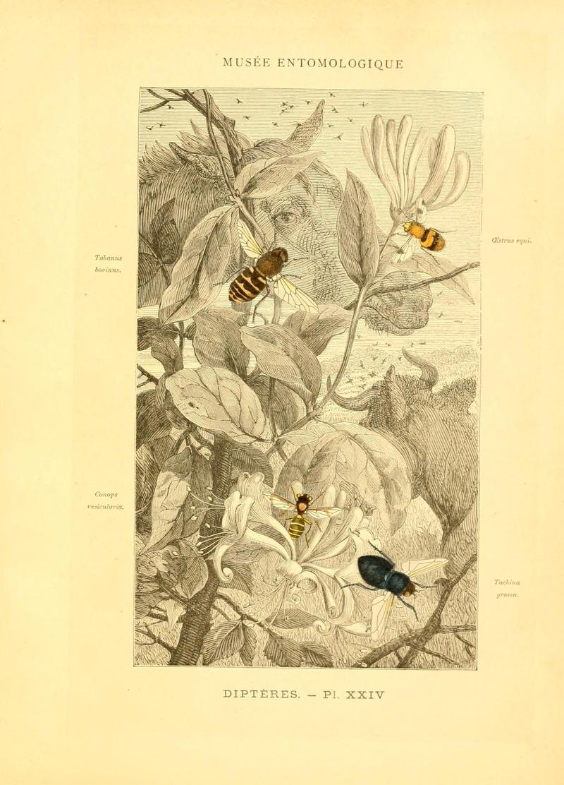 Musée entomologique illustré (8270121590)