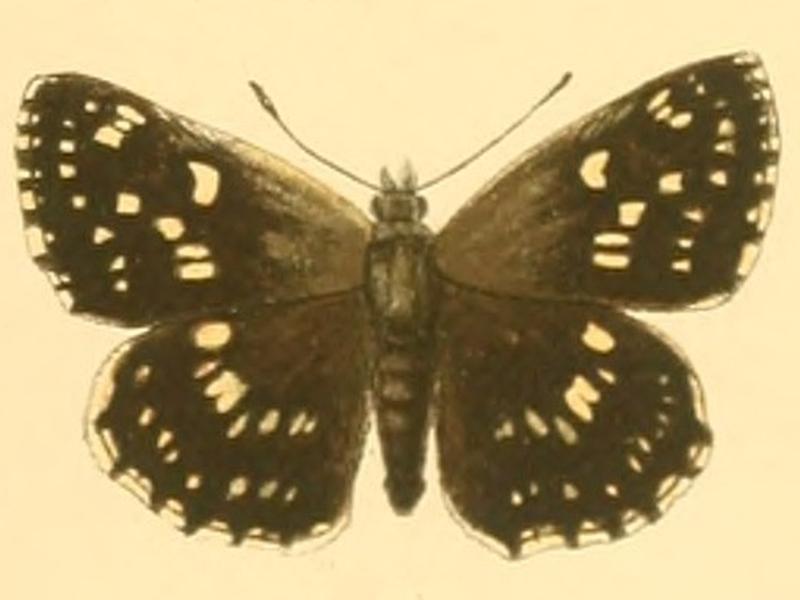 Muschampia gigas