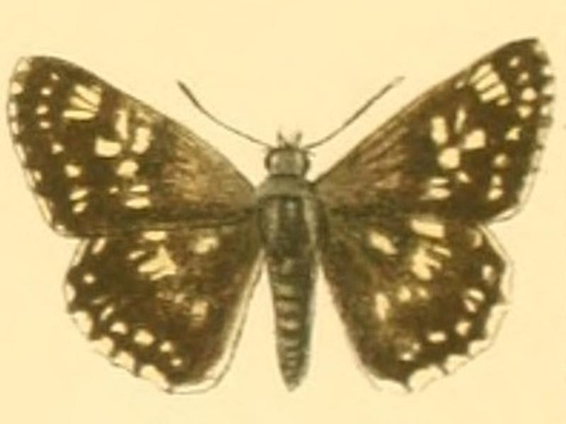 Muschampia protheon