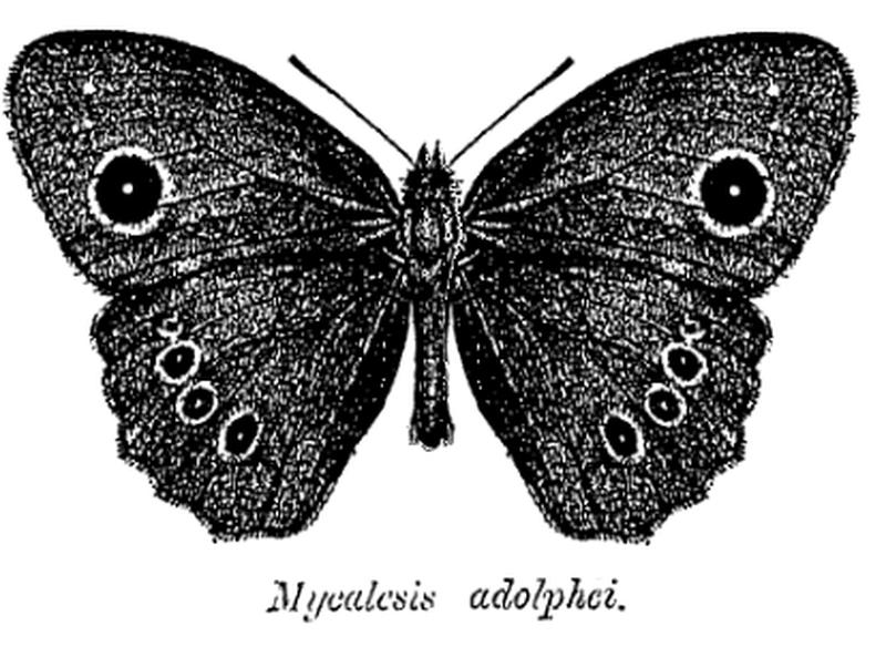 MycalesisAdolphei