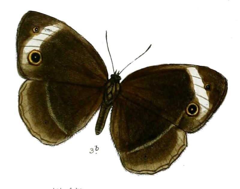 Mycalesis anaxioides
