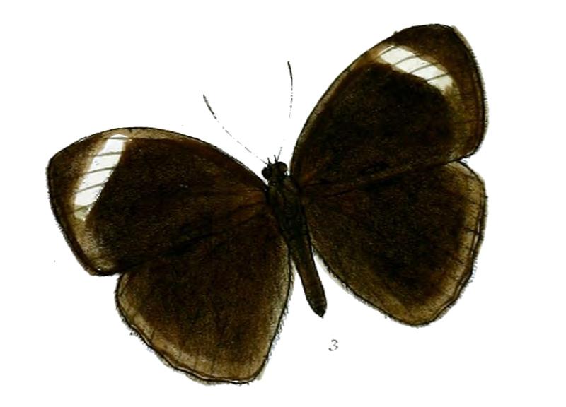 Mycalesis anaxioides 55 3