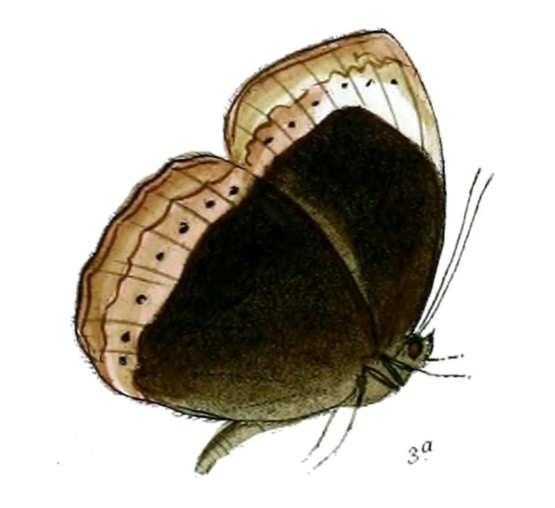 Mycalesis anaxioides 55 3a