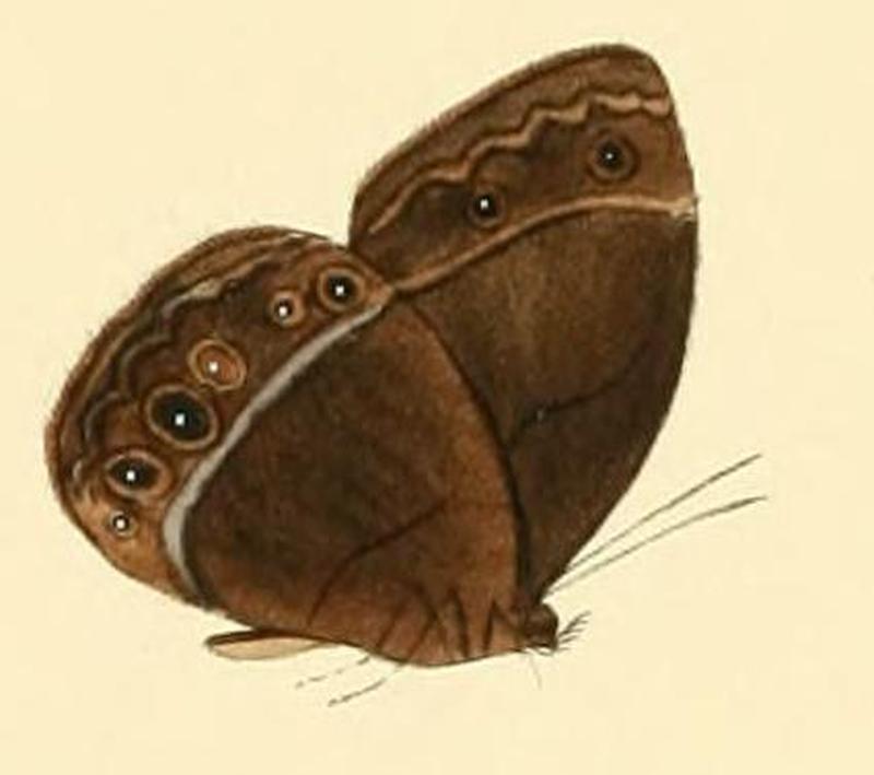 Mycalesis aramis