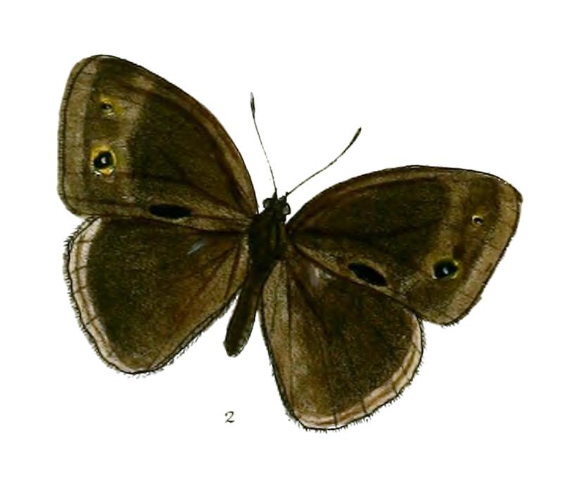 Mycalesis francisca sanatana DSF 56 2