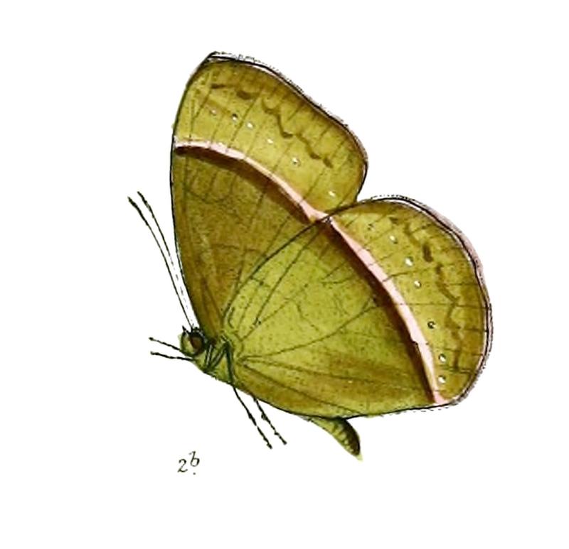 Mycalesis francisca sanatana DSF 56 2b