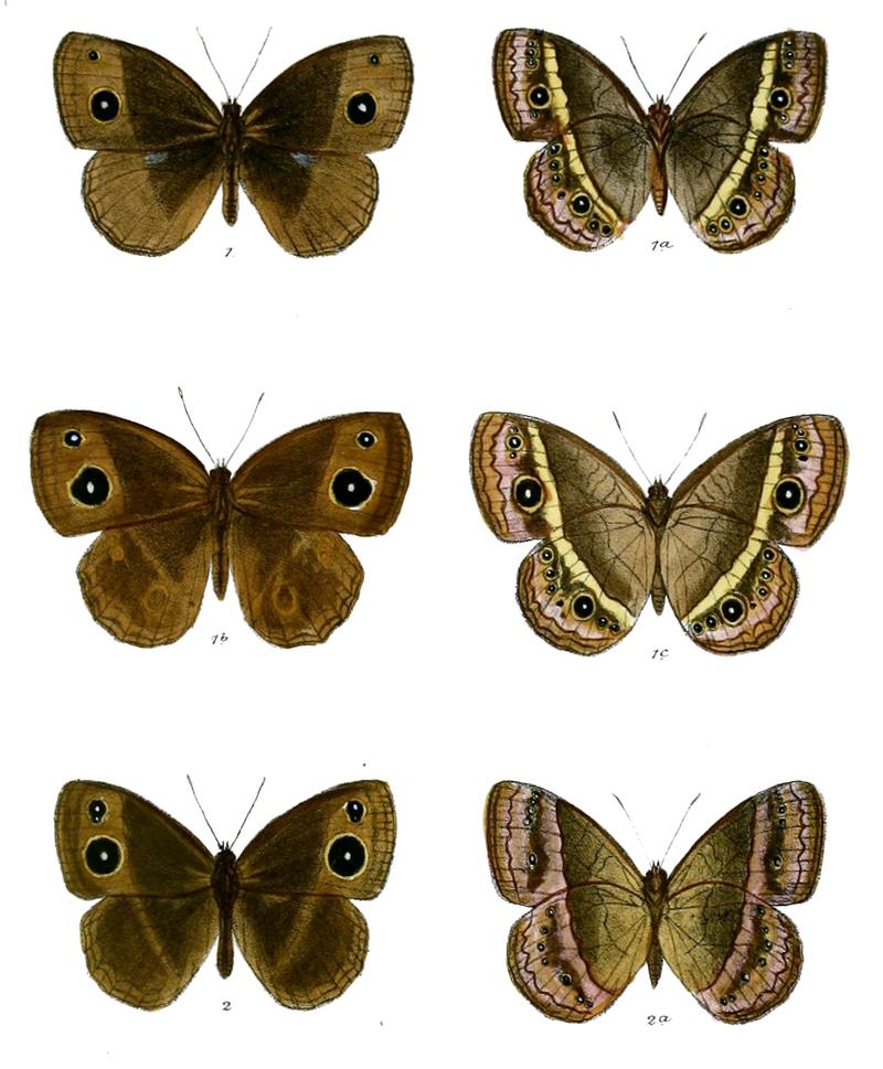 Mycalesis gotama charaka 57