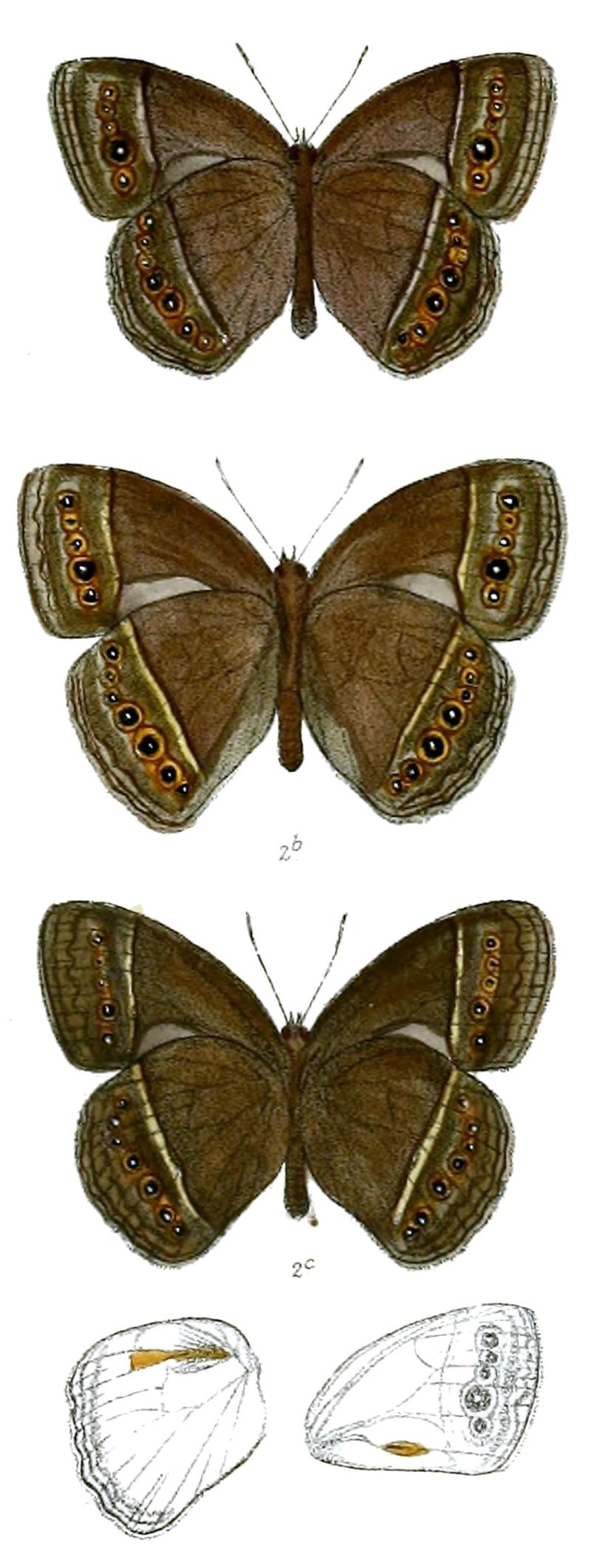 Mycalesis horsfieldi 66 2