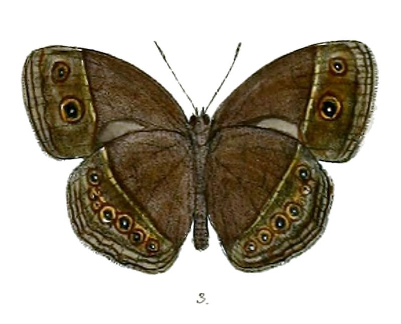 Mycalesis intermedia distanti 66 3