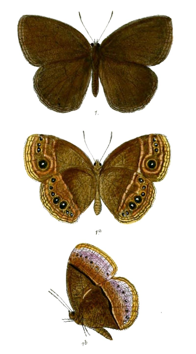 Mycalesis malsarida 72 1
