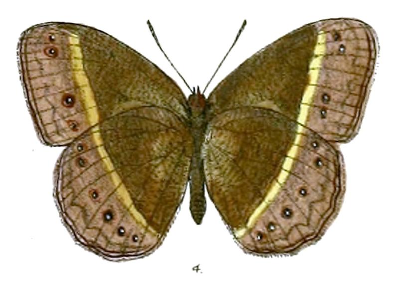 Mycalesis mamerta bethami 68 4