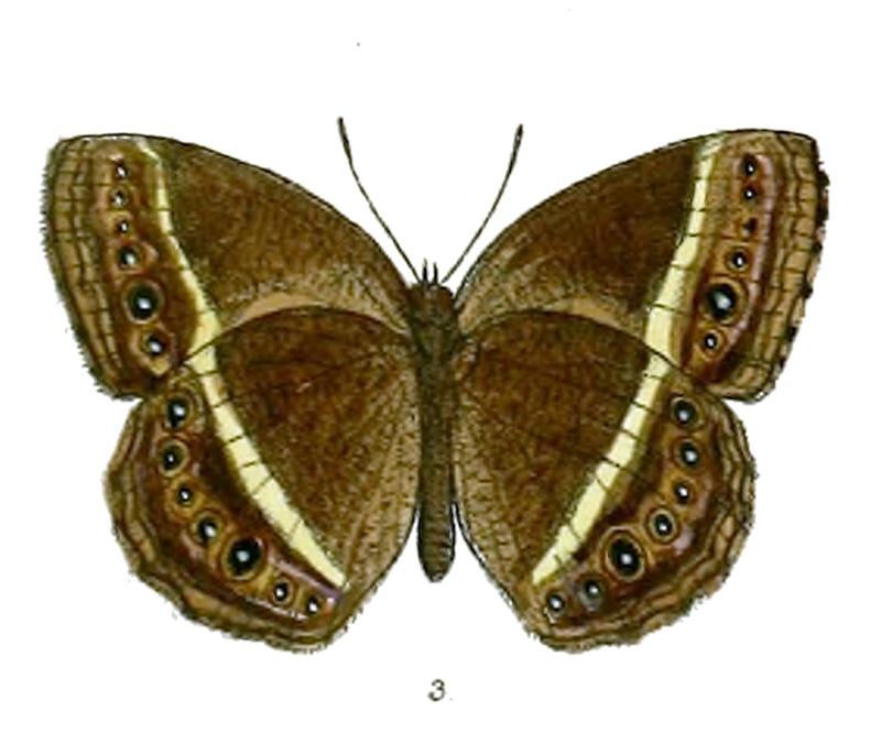 Mycalesis mamerta davisoni 68 3