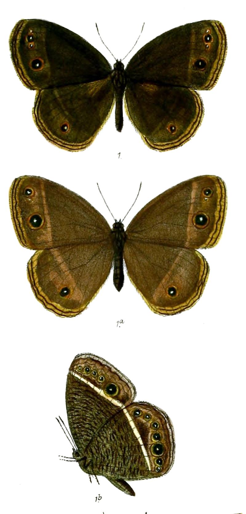 Mycalesis misenus 70