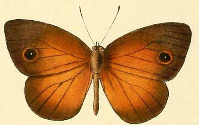 Mycalesis oroatis