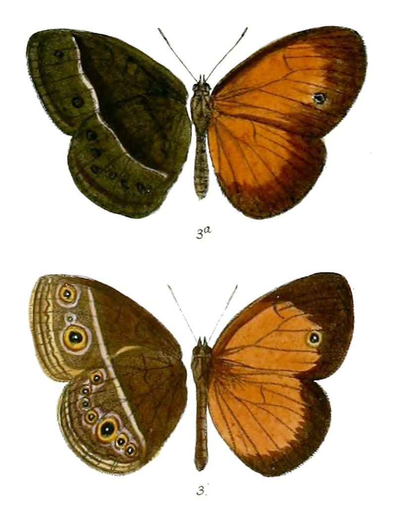 Mycalesis oroatis surkha 73 3