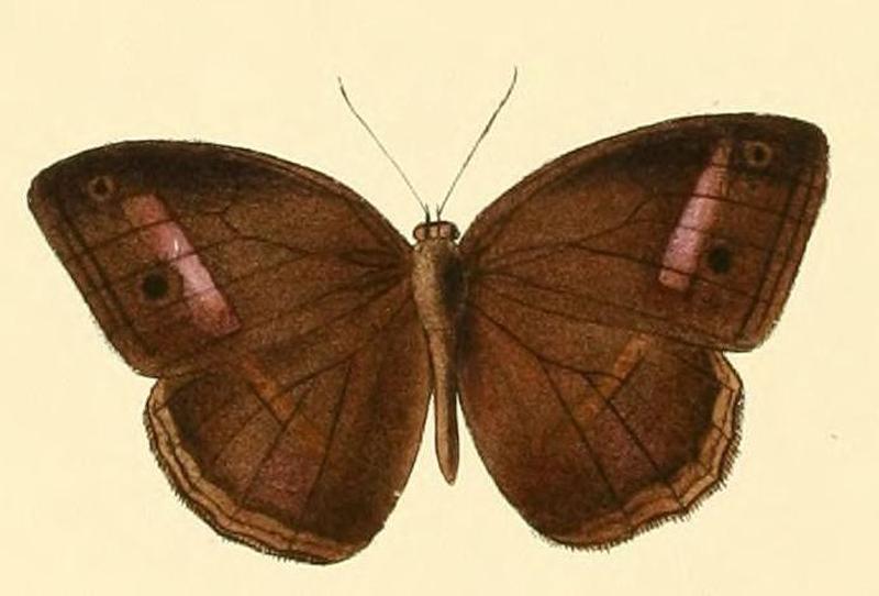 Mycalesis orseis1