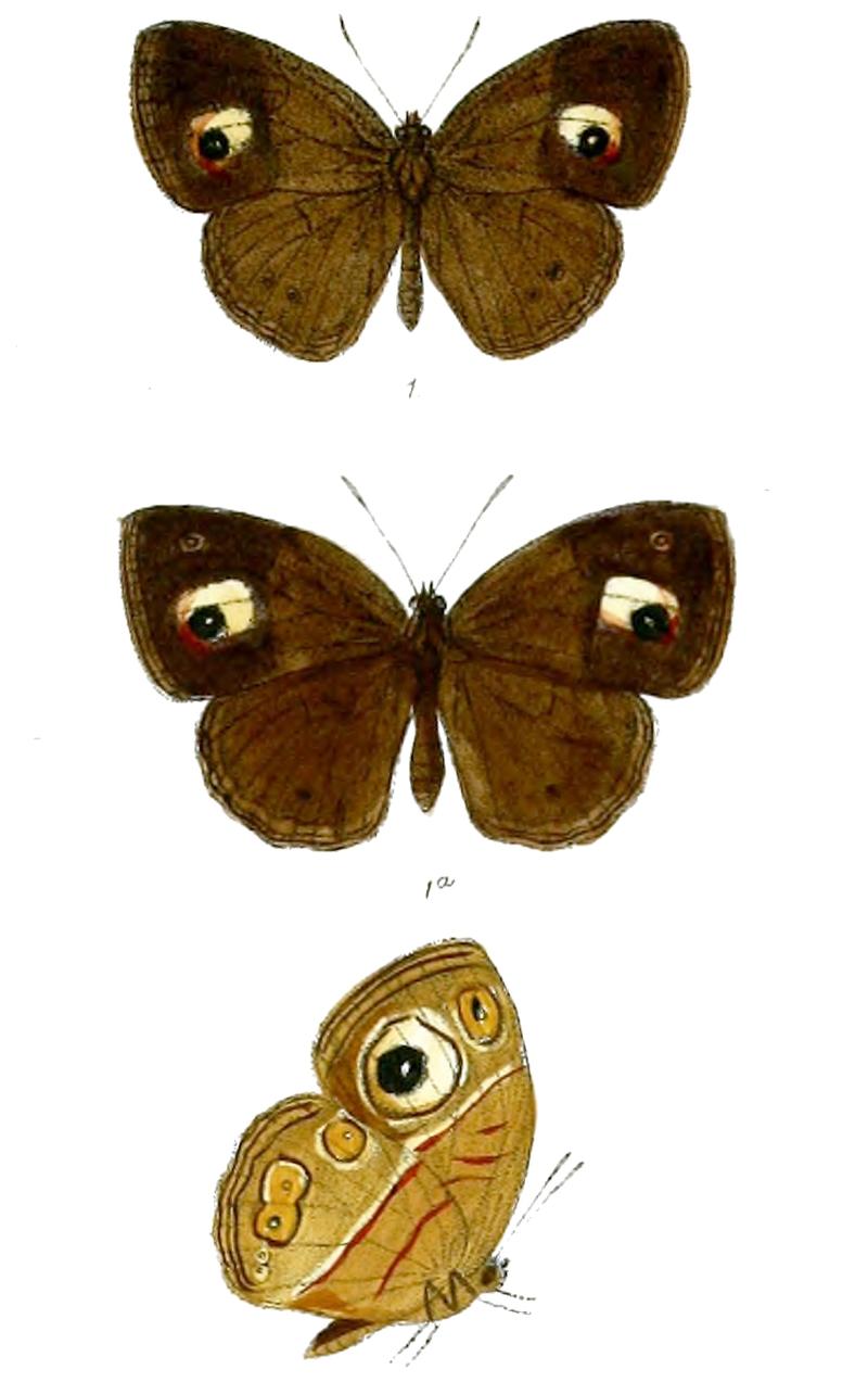 Mycalesis patnia junonia 73 1