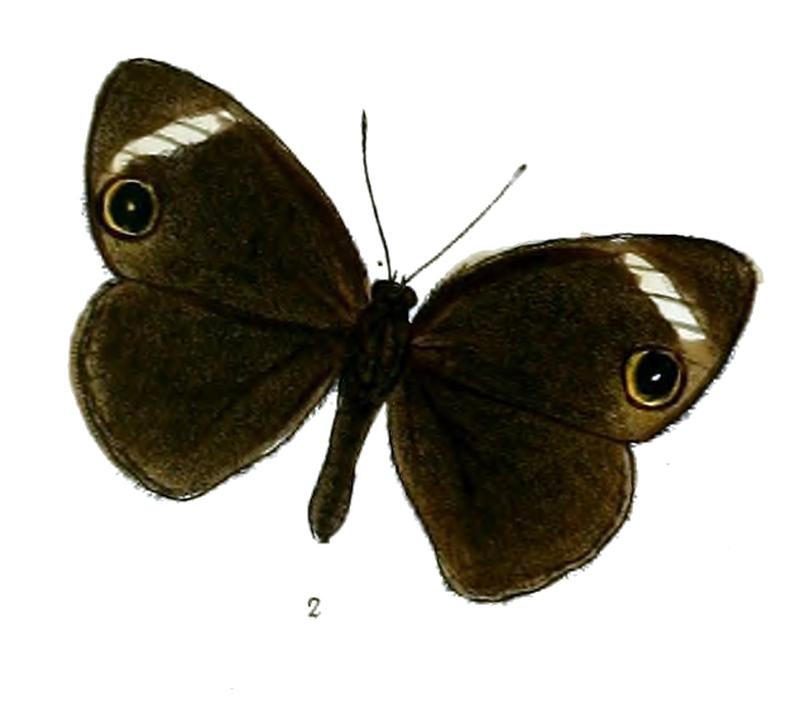 Mycalesis radza 55 2