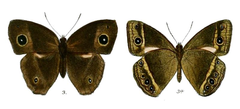Mycalesis rama M 57 3