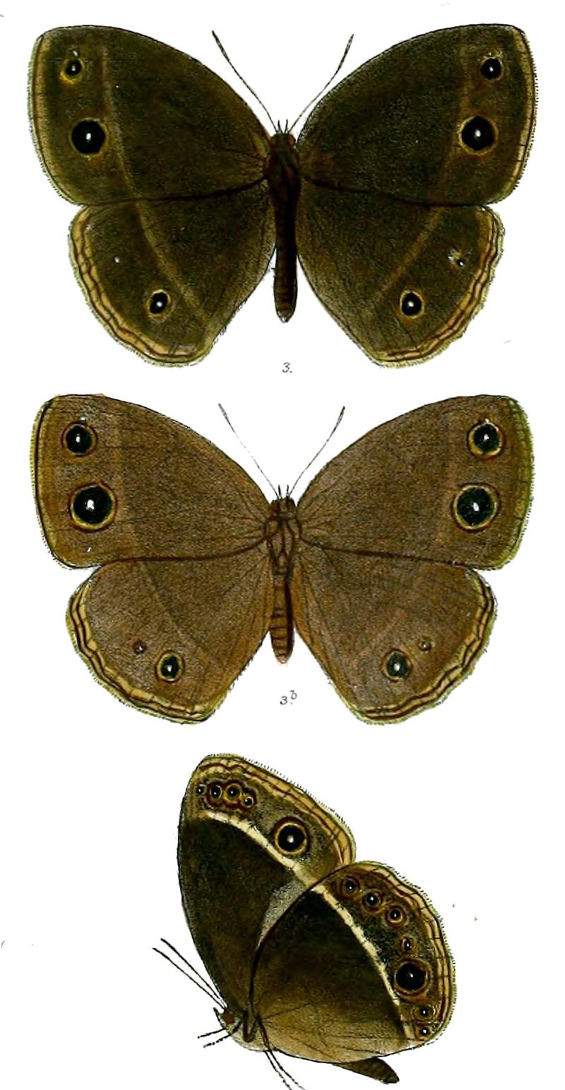 Mycalesis suaveolens 67 3