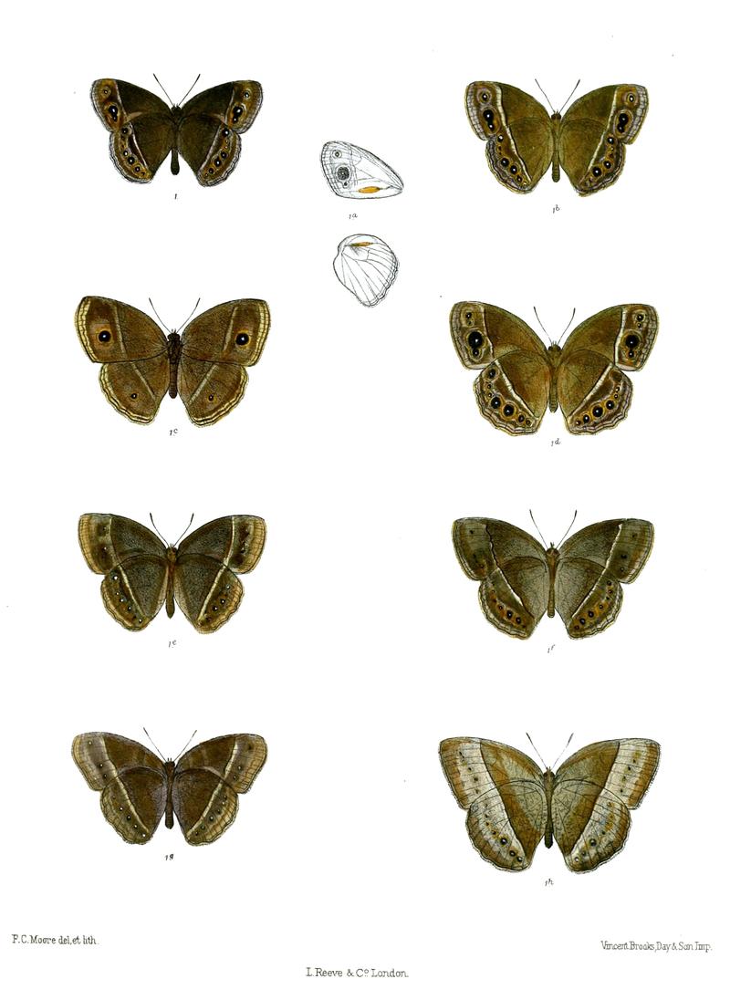 Mycalesis visala subdita 65