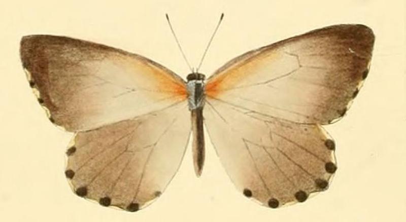 Mylothris bernice