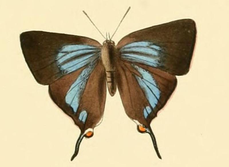 Myrina dermaptera1