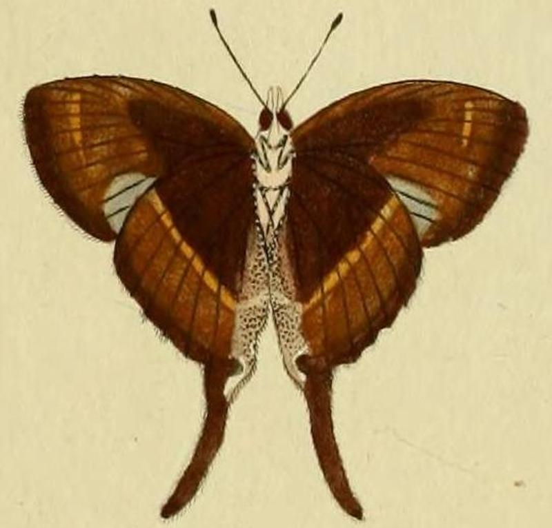 Myrina silenus1