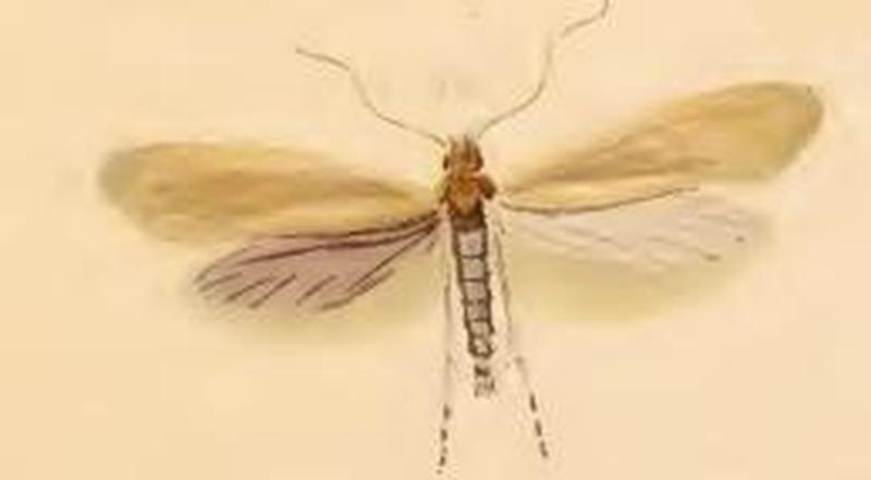 Myrmecozela ochraceella