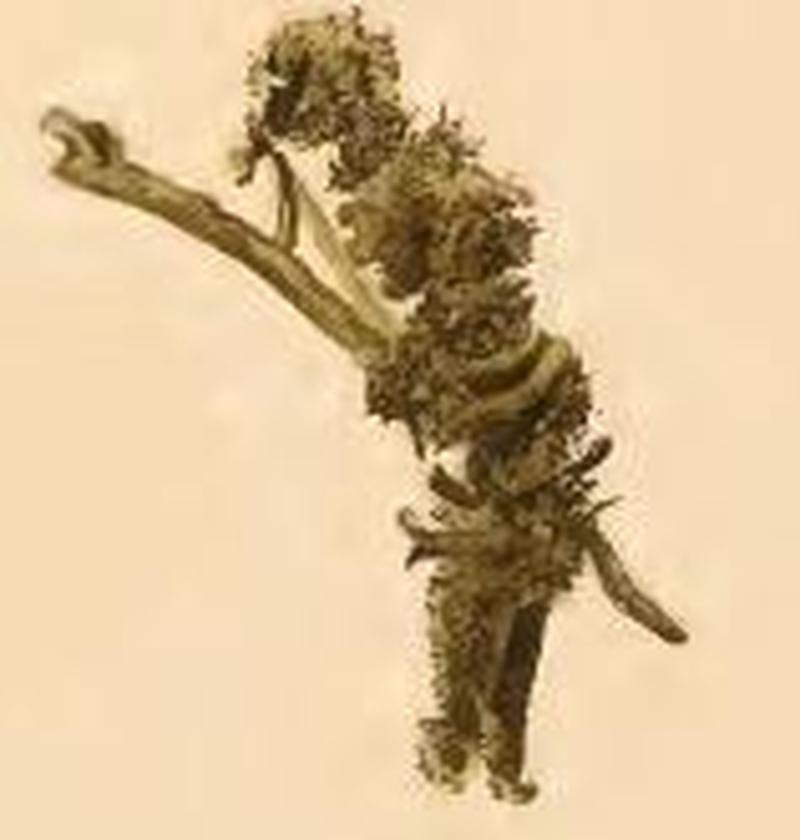 Myrmecozela ochraceella a larval run formed from bits of stick in the ants' nest spun together with silk