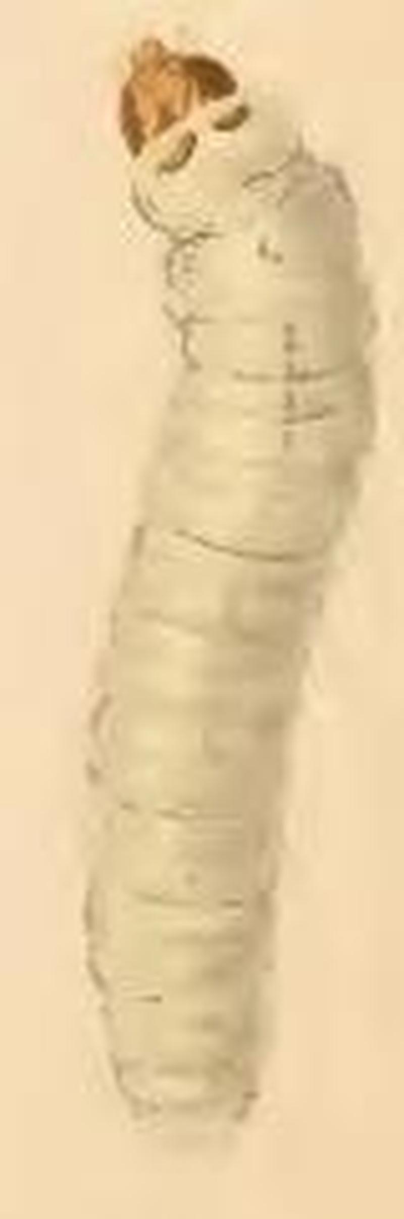 Myrmecozela ochraceella larva
