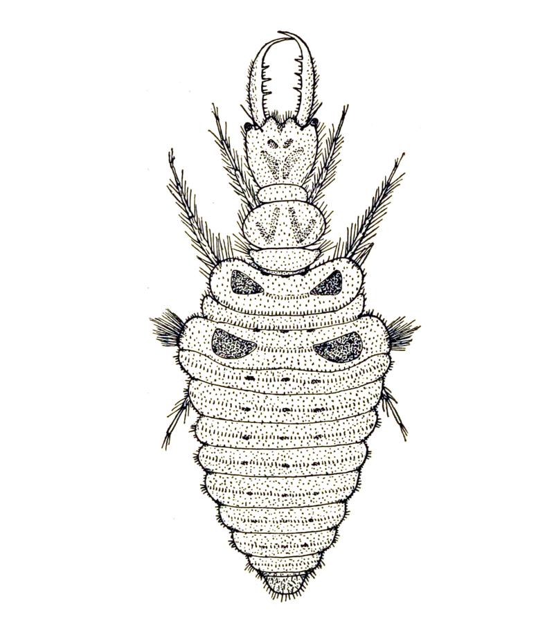 Myrmeleon formicarius larva