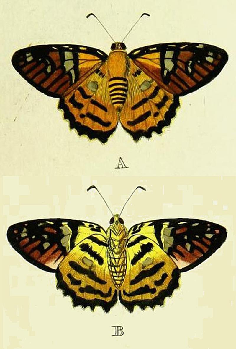Myscelus nobilisCramer1777OD
