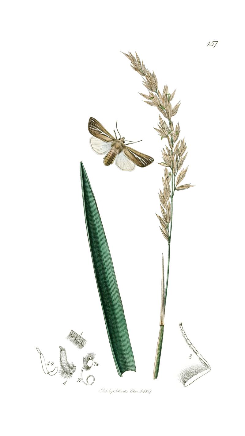 Mythimna litoralis (Curtis, 1827, Vol 5 pl. 157) on Festuca rubra L. (cleaned)