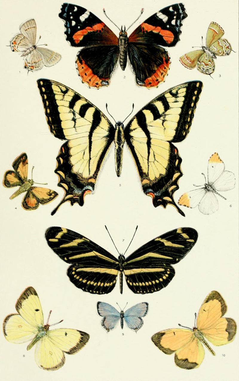 NIE 1905 Butterflies and Moths - American butterflies