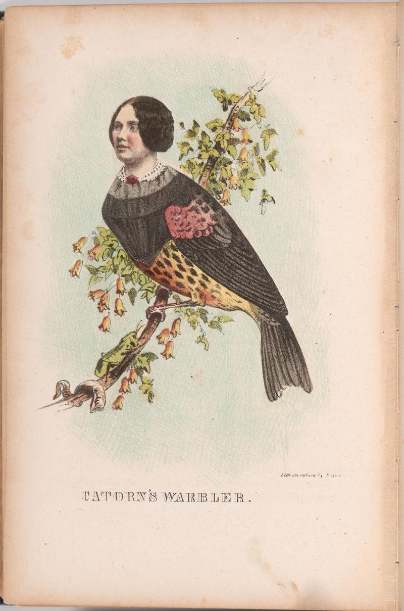 Catorn's Warbler