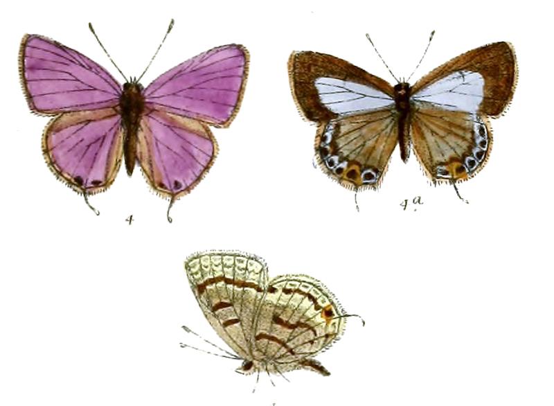 Nacaduba ancyra