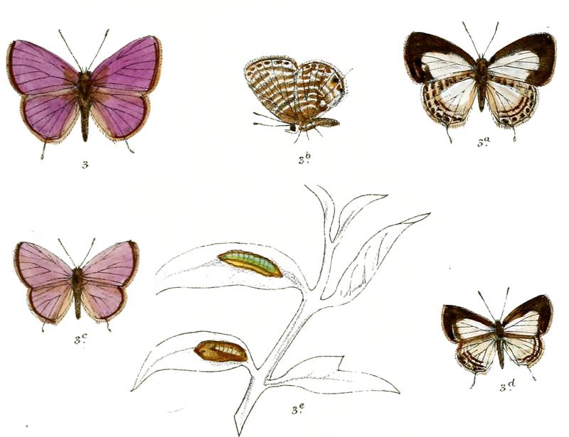 Nacaduba atrata