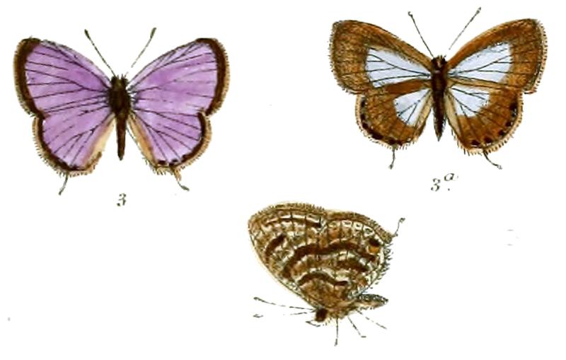 Nacaduba coelestis
